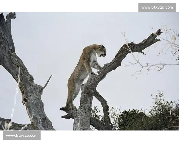 雪豹与美洲狮巅峰对决高原猎手与丛林王者实力解析生存策略与力量速度全面较量